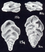 Bolivina (?) rotalis McCulloch, 1981