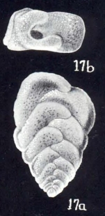 Bolivinita diversa McCulloch, 1981