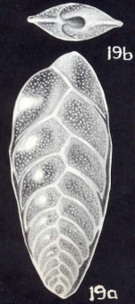Bolivina tortugiana McCulloch, 1981