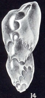 Virgulinella curta McCulloch, 1981