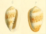  Bernardi, 1852, original figure pl. 2 fig. 6-7