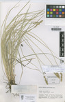 MA Herbarium (Carex cyprica MA495407 holotype)