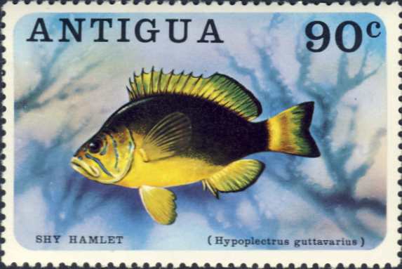 Hypoplectrus guttavarius Hypoplectrus guttavarius