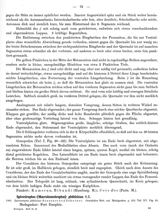 Original description p. 73 Spirostreptus servatius Attems, 1914 Original description p. 73 Spirostreptus servatius Attems, 1914