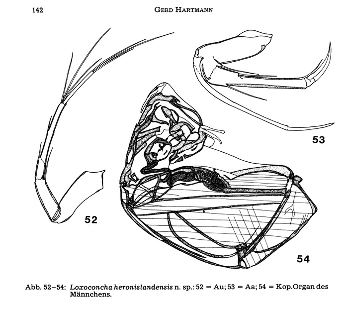 Loxoconcha heronislandensis Hartmann, 1981 from the original description Loxoconcha heronislandensis Hartmann, 1981 from the original description