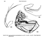 Loxoconcha heronislandensis Hartmann, 1981 from the original description