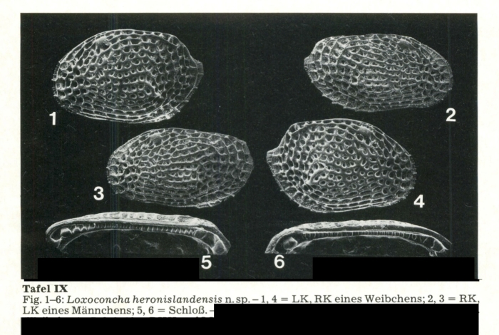 Loxoconcha heronislandensis Hartmann, 1981 from the original description Loxoconcha heronislandensis Hartmann, 1981 from the original description