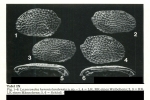 Loxoconcha heronislandensis Hartmann, 1981 from the original description