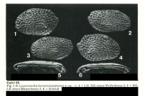 Loxoconcha heronislandensis Hartmann, 1981 from the original description