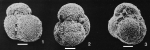 Globigerinoides pseudoruber Todd, 1957