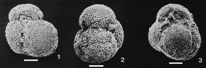 Globigerinoides pseudoruber Todd, 1957 Globigerinoides pseudoruber Todd, 1957