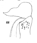 Original description fig. 68 Scaphiostreptus parilis acuticonus Attems, 1914