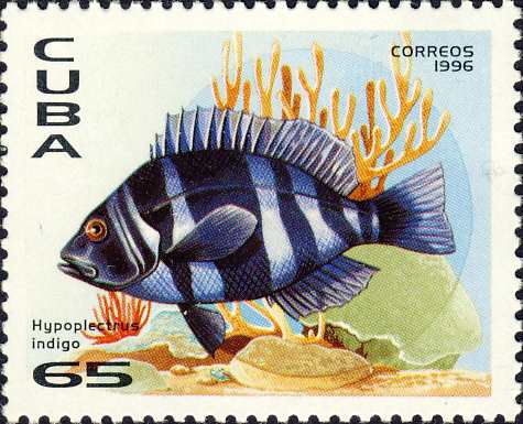 Hypoplectrus indigo Hypoplectrus indigo