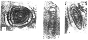 Densophthalmidium umbonatum Wang, 1986