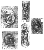 Sinophthalmidium diffusum Wang, 1986