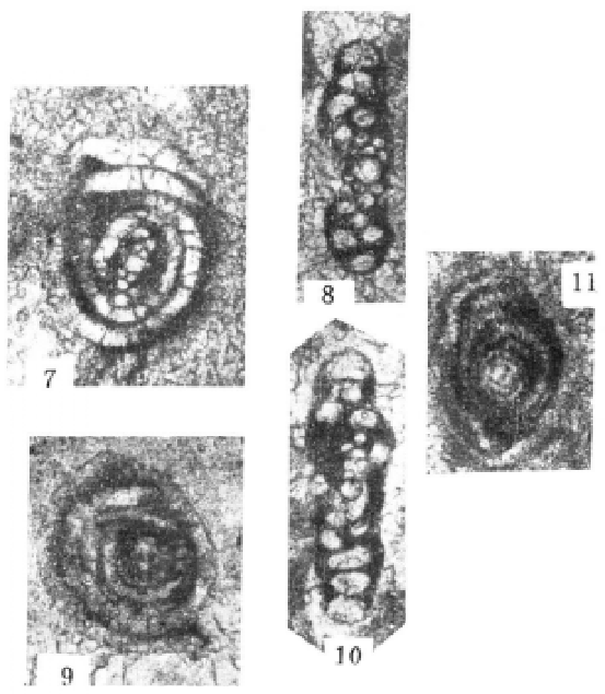 Sinophthalmidium diffusum Wang, 1986 Sinophthalmidium diffusum Wang, 1986