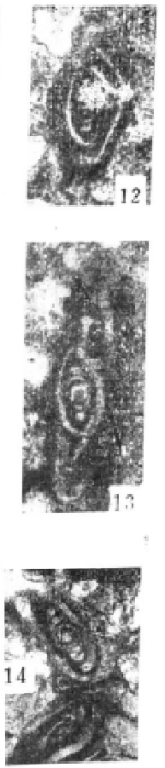 Variophthalmidium tripartitum Wang, 1986