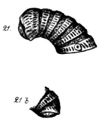 Original description figs. 21-21b Thrinciulus multicostis Porat, 1894