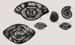 Neofusulinella giraudi Deprat, 1915