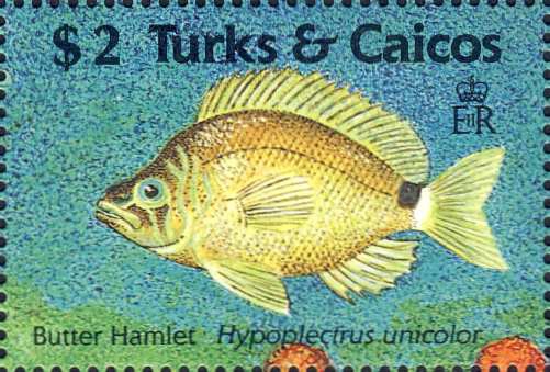 Hypoplectrus unicolor Hypoplectrus unicolor
