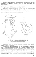 Original description p. 83 Scaphiostreptus albolimbatus Attems, 1952