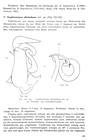 Original description p. 83 Scaphiostreptus albolimbatus Attems, 1952