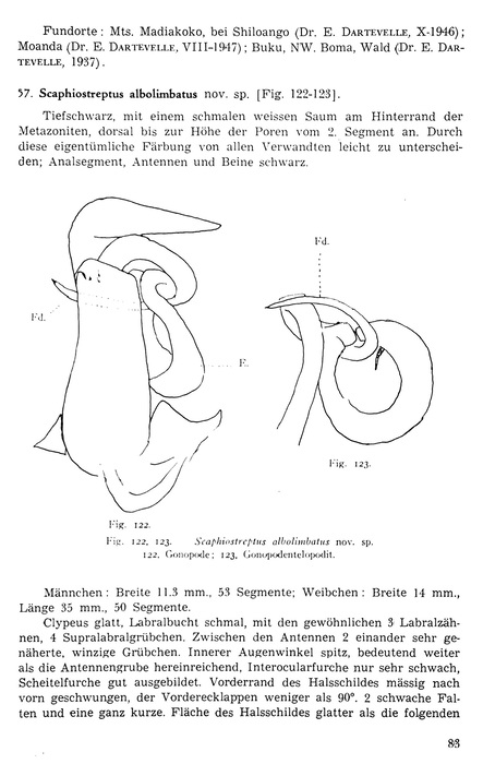 Original description p. 83 Scaphiostreptus albolimbatus Attems, 1952 Original description p. 83 Scaphiostreptus albolimbatus Attems, 1952