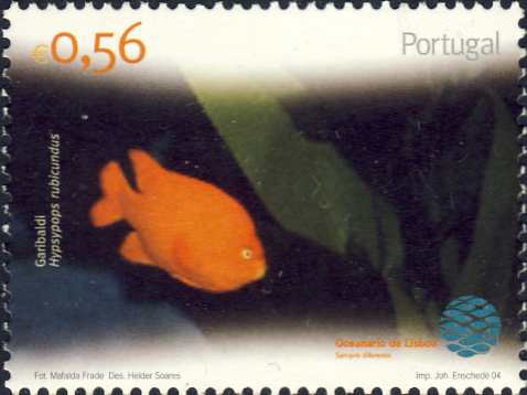 Hypsypops rubicundus Hypsypops rubicundus