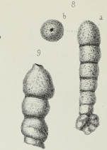 Haplophragmium rectum (Brady, 1870)