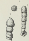 Haplophragmium rectum (Brady, 1870)