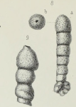 Haplophragmium rectum (Brady, 1870)