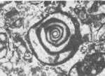 Nummoloculina irregularis Decrouez & Radoičić, 1977