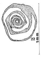 Nummoloculina irregularis Decrouez & Radoičić, 1977