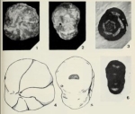 Nummoloculina robusta Torre, 1967