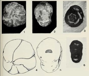 Nummoloculina robusta Torre, 1967 Nummoloculina robusta Torre, 1967