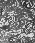 Pseudonummoloculina heimi (Bonet, 1956)