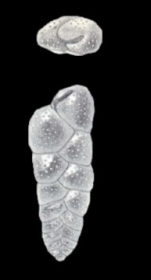 Bolivina neocompacta McCulloch, 1981