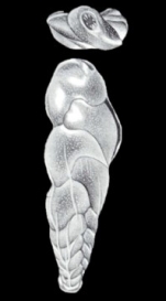 Euloxostomum (?) tobagoense McCulloch, 1981
