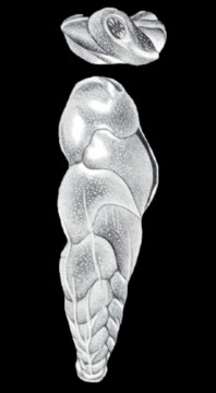 Euloxostomum (?) tobagoense McCulloch, 1981 Euloxostomum (?) tobagoense McCulloch, 1981