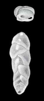 Euloxostomum (?) neolimbatum McCulloch, 1981