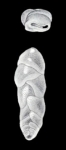 Euloxostomum (?) neolimbatum McCulloch, 1981