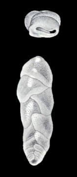 Euloxostomum (?) neolimbatum McCulloch, 1981 Euloxostomum (?) neolimbatum McCulloch, 1981