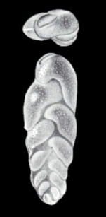 Euloxostoma limbatum subsp. arubaense McCulloch, 1981