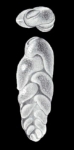 Euloxostoma limbatum subsp. arubaense McCulloch, 1981