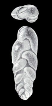 Euloxostoma limbatum subsp. arubaense McCulloch, 1981 Euloxostoma limbatum subsp. arubaense McCulloch, 1981