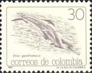 Inia geoffrensis Inia geoffrensis