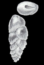 Euloxostomum metaspinatum McCulloch, 1981