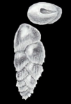 Euloxostomum metaspinatum McCulloch, 1981
