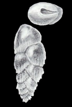 Euloxostomum metaspinatum McCulloch, 1981 Euloxostomum metaspinatum McCulloch, 1981