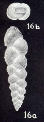 Coryphostoma (?) saidiana McCulloch, 1981